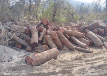 कोदेवाला में अवैध कटान, वन विभाग की टीम को देख भागे वन माफिया