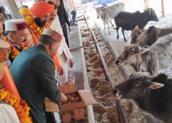 सड़कों की बदहाली और बेसहारा गौवंश से बढ़ीं दुर्घटनाएं, कांग्रेस सरकार जिम्मेदार : डॉ. राजीव बिन्दल