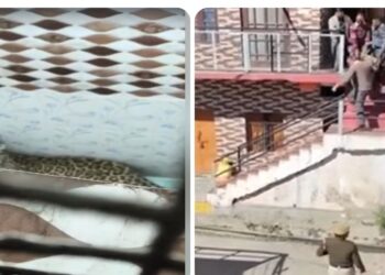 Solan: कुत्ते का पीछा करते हुए बाथरूम में घुसा तेंदुआ, मकान मालिक ने बाहर से लगा दी कुंडी…जानें-आगे क्या हुआ?