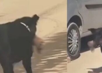 हिमाचल के सबसे बड़े अस्पताल से इंसान की टांग उठाकर ले गया कुत्ता, परिसर में घूमता दिखा