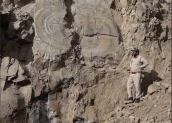 शिमला की पहाड़ियों में दबा 66 करोड़ साल का राज, खड़ापत्थर का वह पेड़ जो डायनासोर के जमाने का है गवाह