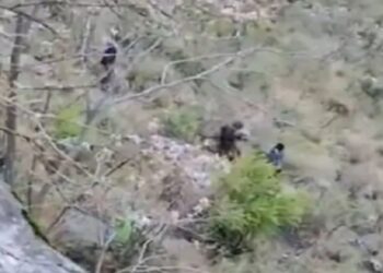 किन्नौर में दर्दनाक हादसा, गहरी खाई में गिरने से 2 युवकों की मौत; जांच में जुटी पुलिस