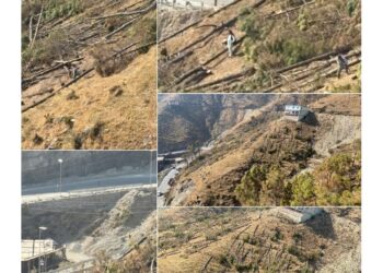 शिलाई में पंचायत समिति सदस्य ने चीड़ के हरे-भरे पेड़ किये धराशाही, मंत्री के है खासे करीबी..