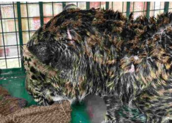 Sirmour: तेंदुए की मौत के मामले में बड़ा खुलासा, बाड़े के भीतर धारदार हथियार से काटे थे नाखून, दो गिरफ्तार