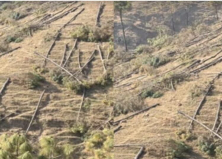 शिलाई के बहुचर्चित चीड़ के हरे पेड़ कटान मामले में वन विभाग के बीओ व वन रक्षक निलंबित..