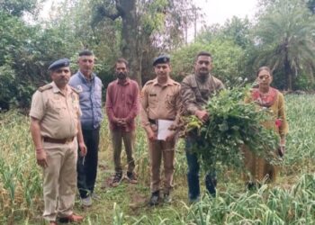 जिला सिरमौर, पुलिस थाना रेणुकाजी में अफीम के पौधे बरामद