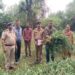 जिला सिरमौर, पुलिस थाना रेणुकाजी में अफीम के पौधे बरामद