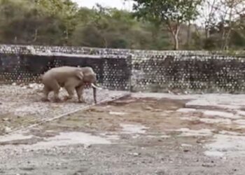 Sirmour: सीमा पर दिखा जंगली हाथी, ग्रामीणों से सतर्क रहने की अपील