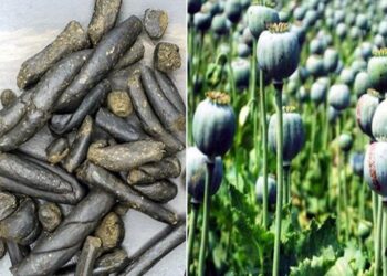 नशे के खिलाफ STF का बड़ा एक्शन, चरस के साथ धरा तस्कर, अफीम की खेती का किया भंडाफोड़