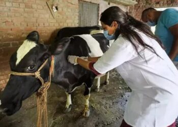 सोलन तथा कसौली में 24 अप्रैल को होगी पशु मित्र पद की शारीरिक परीक्षा,  कुल 54 उम्मीदवारों ने किया आवेदन