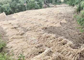 भारी बारिश और तूफान से गेहूं की फसल बर्बाद, जनजीवन अस्त-व्यस्त