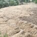 भारी बारिश और तूफान से गेहूं की फसल बर्बाद, जनजीवन अस्त-व्यस्त