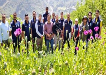 Himachal: 12 बीघा भूमि पर लहलहाते मिले अफीम के 4.32 लाख पौधे, STF ने की बड़ी कार्रवाई