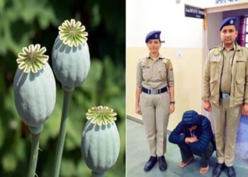 Shimla: सेब के बगीचे में फल-फूल रही थी ‘नशे की खेती’, अफीम के 1155 पौधों के साथ शातिर गिरफ्तार