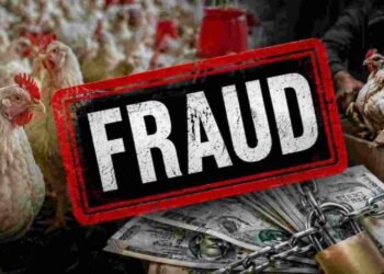 पांवटा साहिब में रातों-रात बेच दिए 19 लाख के मुर्गे, पुलिस ने दर्ज किया धोखाधड़ी का केस, जानें पूरा मामला