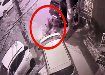 Shimla: जबड़े में कुत्ते को दबोच ले जा रहा था तेंदुआ, डंडा लेकर भिड़ गया शख्स; CCTV में कैद हुआ खौफनाक मंजर