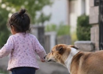 Shimla: घर के आंगन से 2 वर्षीय मासूम को उठा ले गया कुत्ता, 25 मीटर दूर मिली- हालत नाजुक