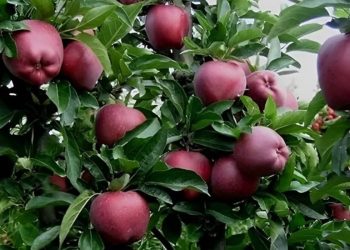 हिमाचल में इस साल अबतक सेब का उत्पादन 48 प्रतिशत घटा, बागवानों की बढ़ी चिंता