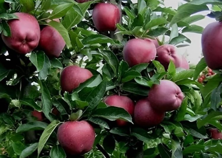 हिमाचल में इस साल अबतक सेब का उत्पादन 48 प्रतिशत घटा, बागवानों की बढ़ी चिंता