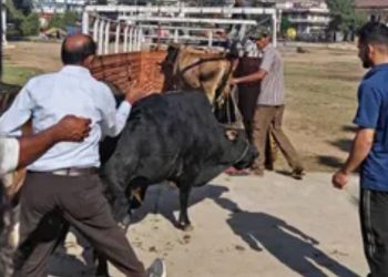 Sirmour: सड़क पर बेसहारा छोड़े पशुओं के टैग से 3 मालिकों की पहचान, SDM नाहन ने दिए FIR दर्ज करने के निर्देश