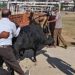 Sirmour: सड़क पर बेसहारा छोड़े पशुओं के टैग से 3 मालिकों की पहचान, SDM नाहन ने दिए FIR दर्ज करने के निर्देश